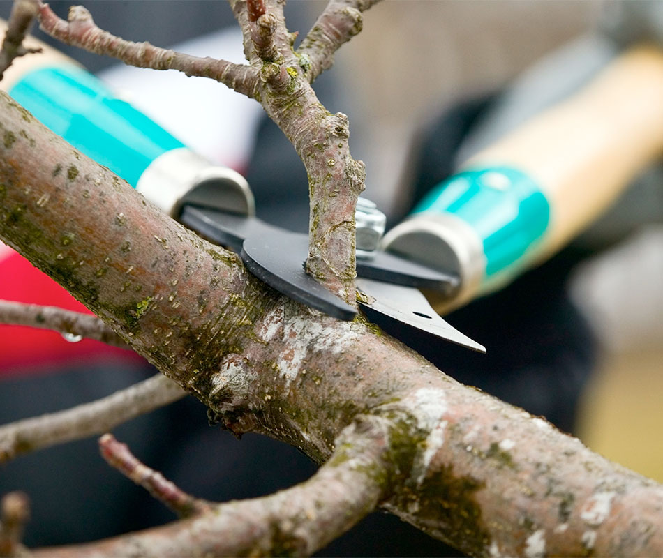 Garden news chamonix